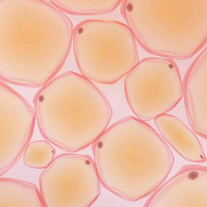 Adipose cells