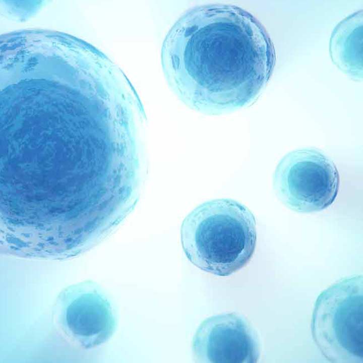 Senescent cells