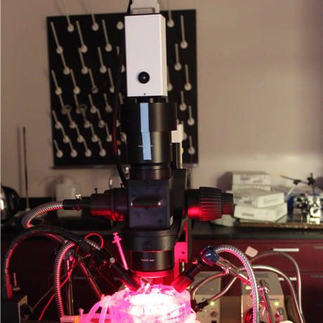 NeuronalSodiumResearch