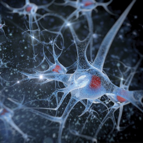 neurons