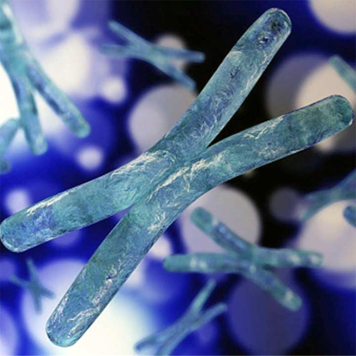 close-up-of-x-chromosome