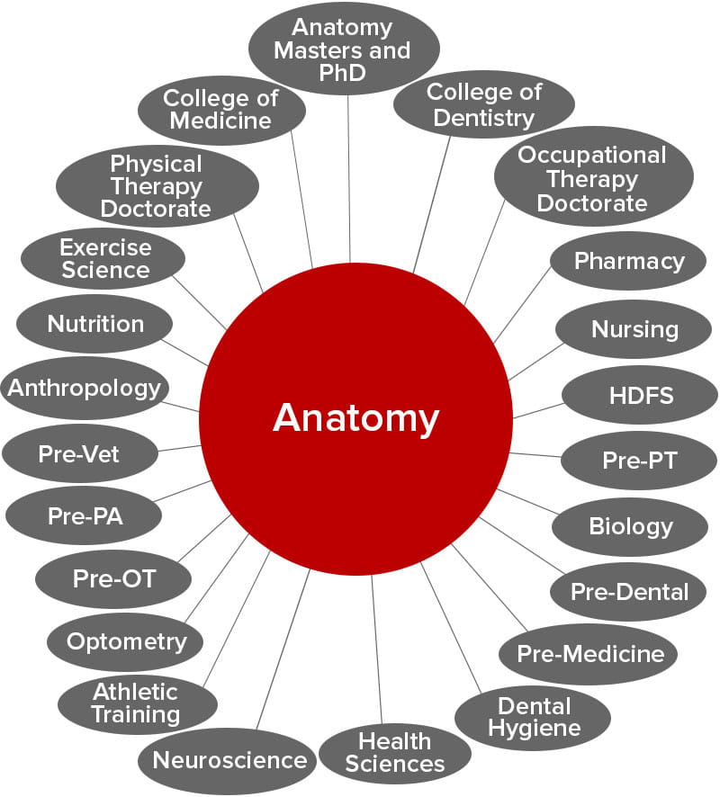 anatomyMentoring