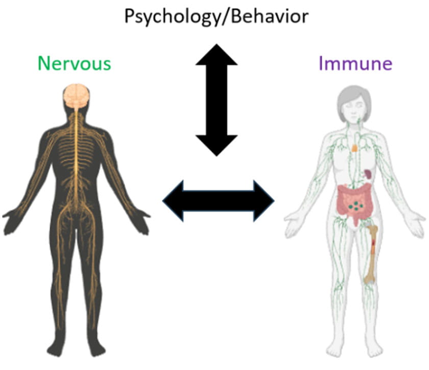 The field of brain, behavior, and immunology focuses on how psychology or behavior modifies the communication between the nervous and immune systems.