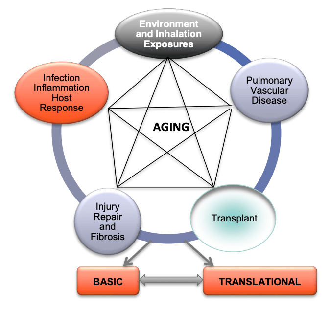 This figure depicts the cross-sectional research programs relevant to aging and lung diseases at OSU. Our trainees will have the opportunity to have basic and translational training in various research programs relevant to aging and lung disease that include Environmental and Inhalation exposures, Pulmonary Vascular Disease, Lung transplant, Injury repair and Fibrosis, Infection, Inflammation & host response. 