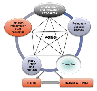This figure depicts the cross-sectional research programs relevant to aging and lung diseases at OSU. Our trainees will have the opportunity to have basic and translational training in various research programs relevant to aging and lung disease that include Environmental and Inhalation exposures, Pulmonary Vascular Disease, Lung transplant, Injury repair and Fibrosis, Infection, Inflammation & host response. 
