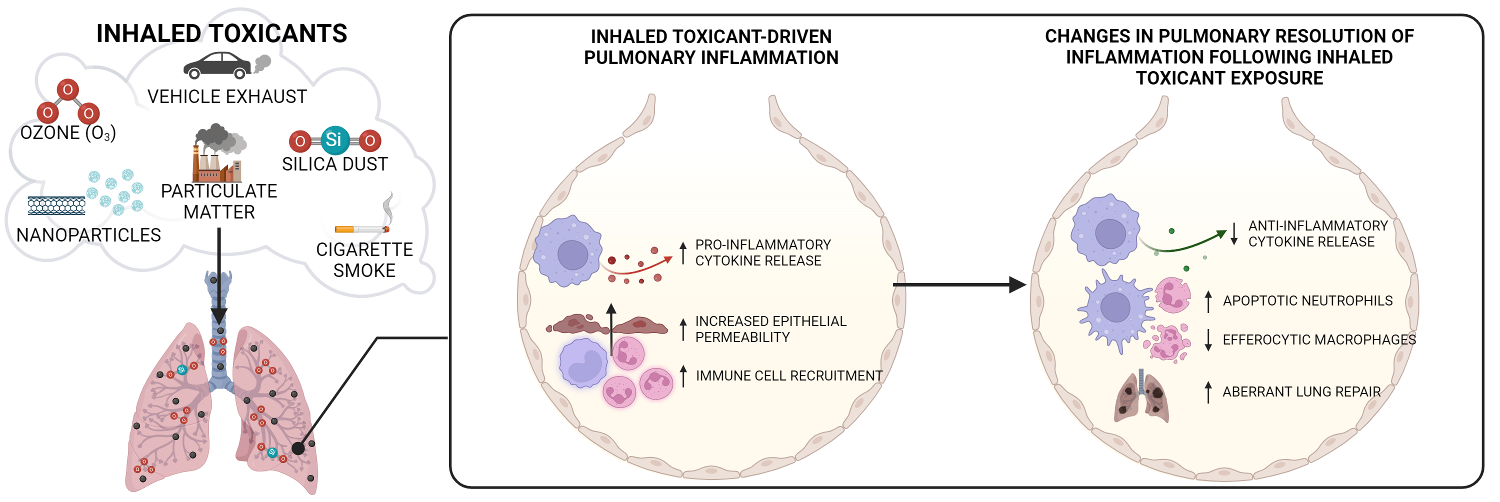 Inhaled toxins and the pulmonary immune response. 