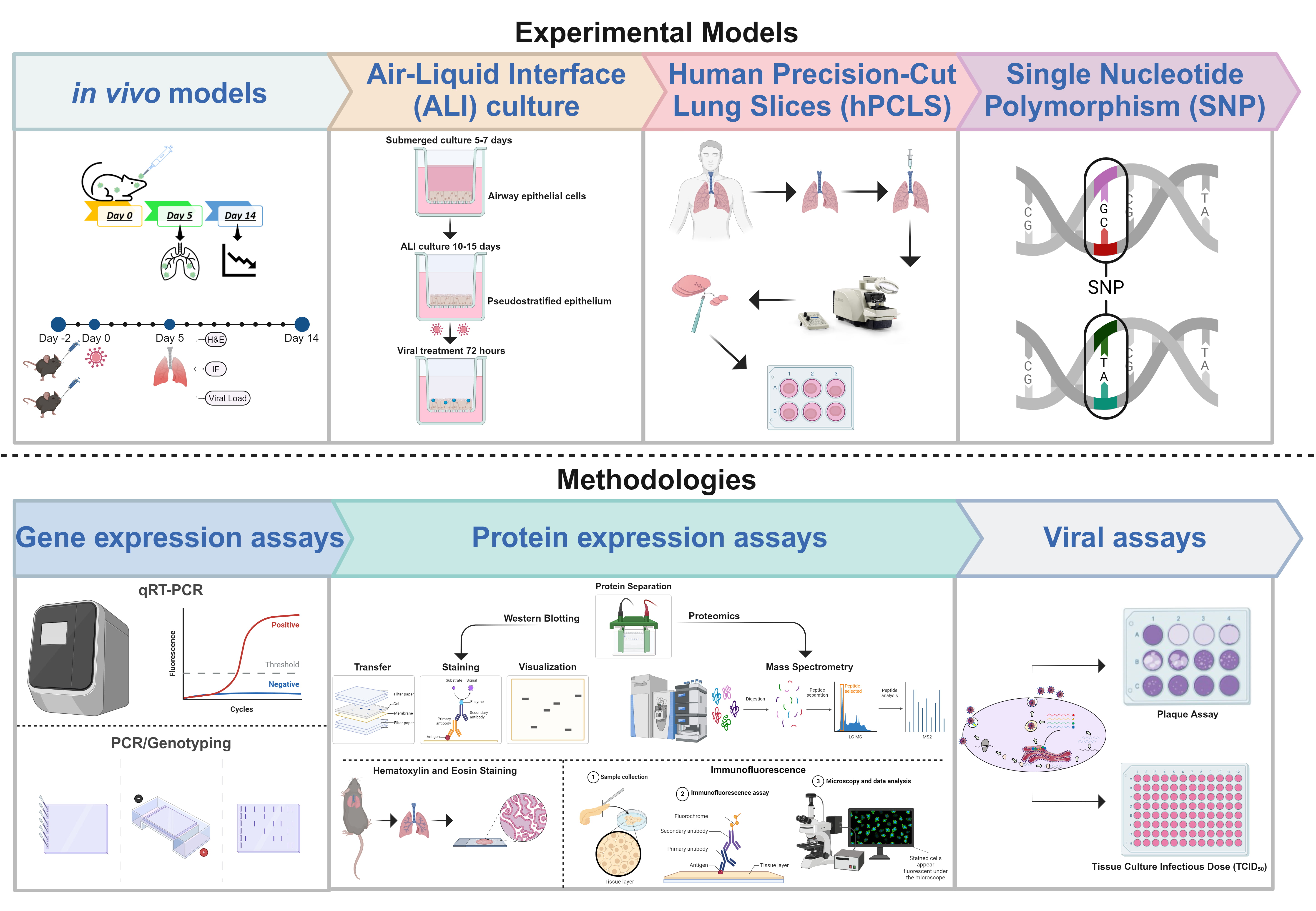 The schematic workflow provides a glimpse into the models and methods we employ in our laboratory for the identification of novel mechanisms how influenza A virus (IAV) hijack and subvert host cellular processes to facilitate viral replication and disease progression in the lungs. 
