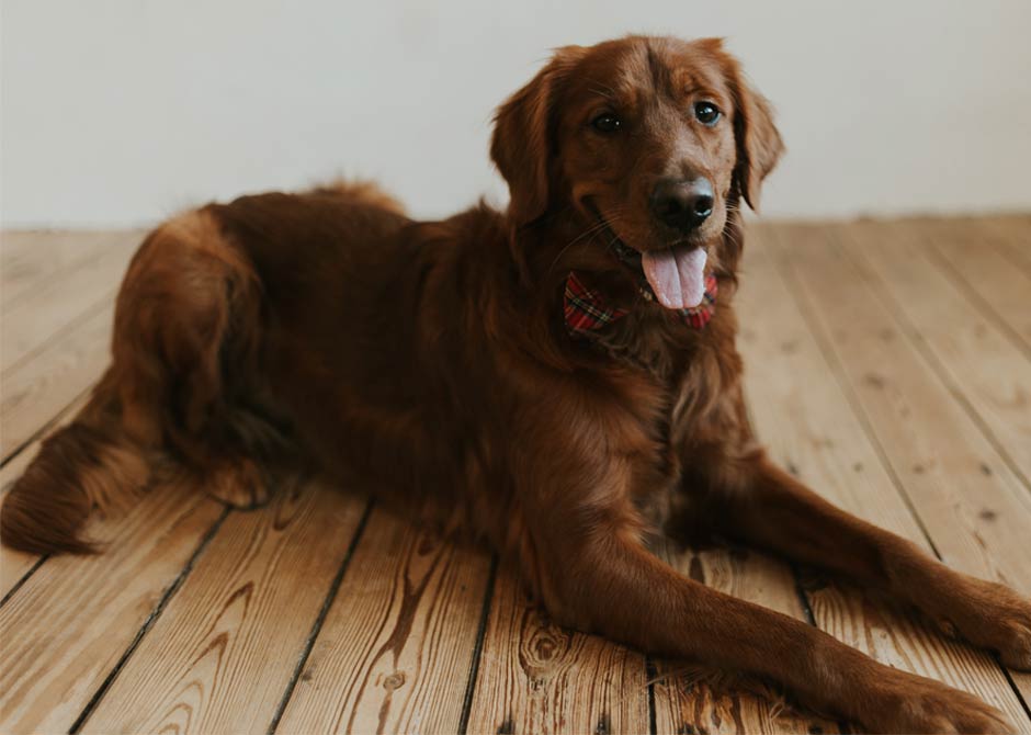 Red golden retriever wearing red plaid tie laying on wooden floor