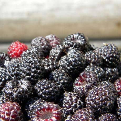 Black Raspberries_460x460