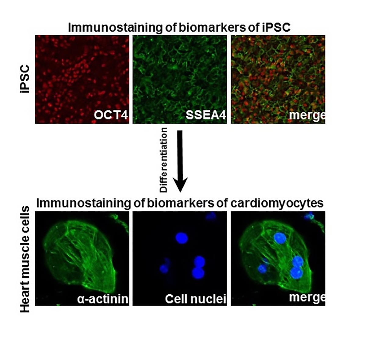 Urine cells to stem cells 2