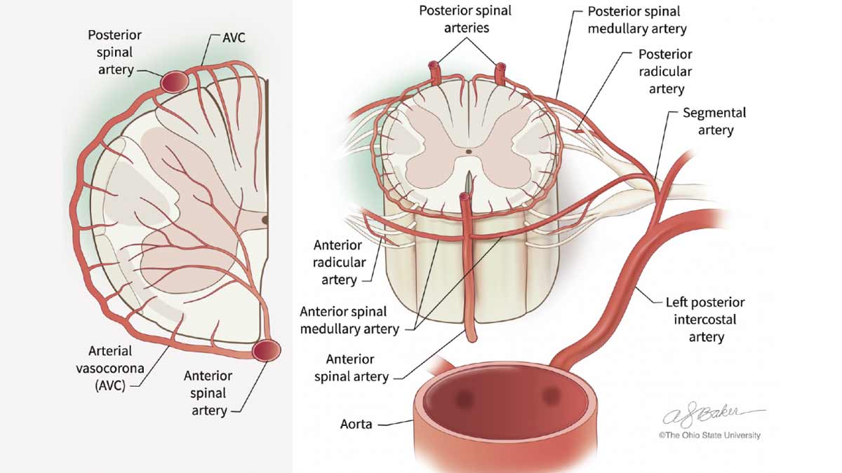 lumbar arteries from abdominal aorta