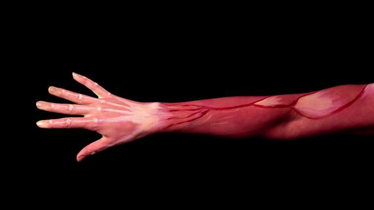Tendons and muscles in the arm