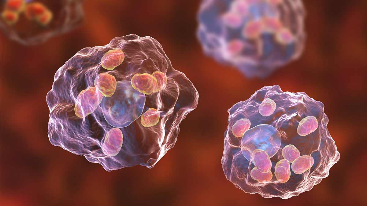 3D illustration of the infection phase, when Leishmania parasites hijack immune cells and use host cells to replicate indefinitely.