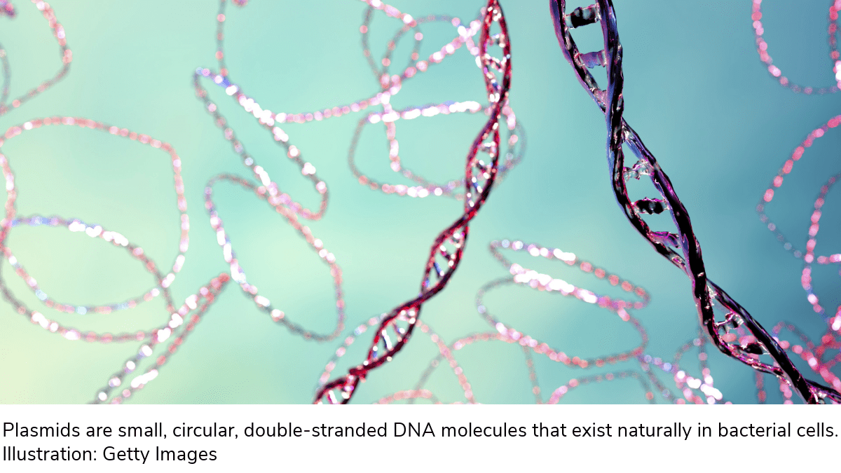 bacterial defense