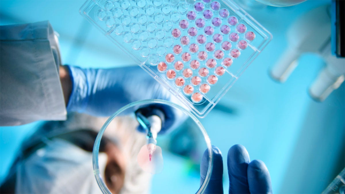 Scientist pipetting into a petri dish 