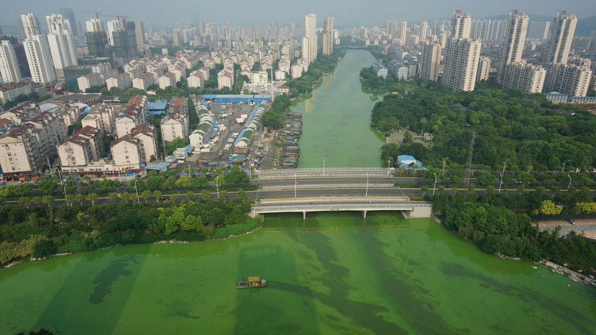 Urban harmful algae bloom 