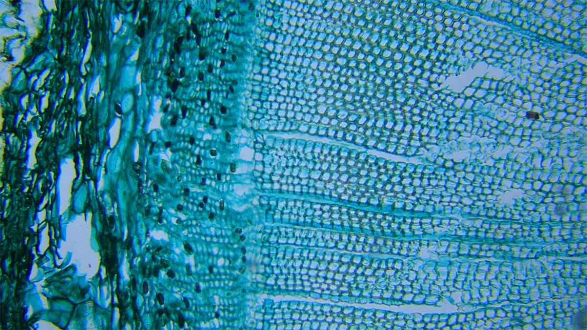 Microscopic image of a virus