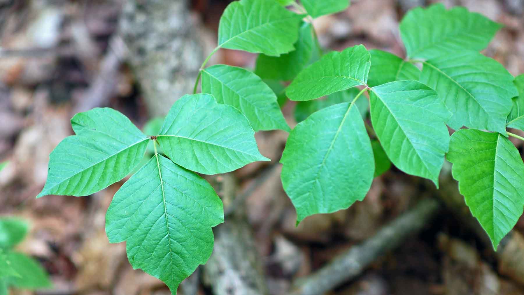 What To Do If You Encounter Poison Ivy Ohio State Medical Center