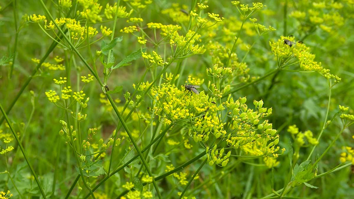 Beware of this poisonous plant that causes painful rash | Ohio State