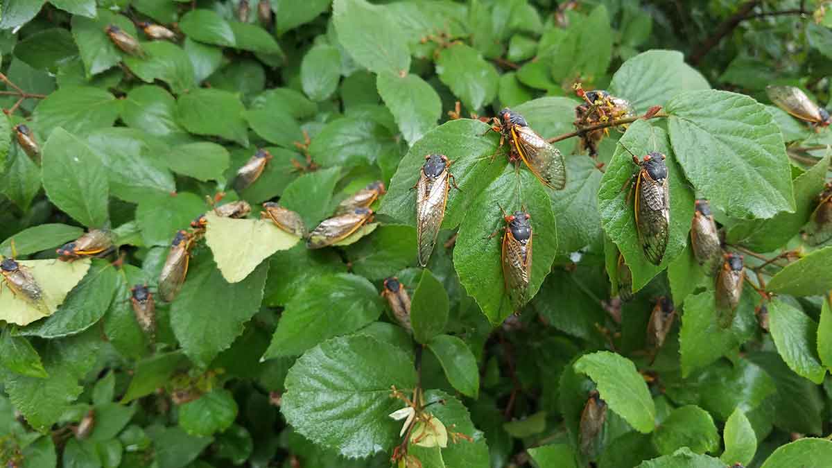 cicadaanxiety_small