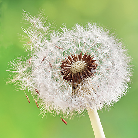 Allergy