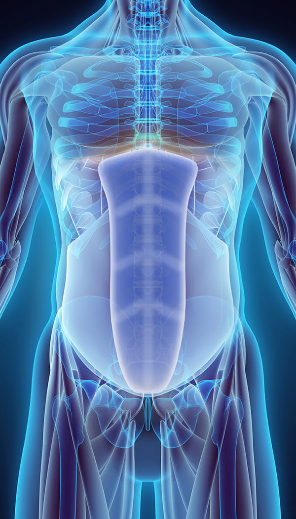 rectus abdominus_v2_web