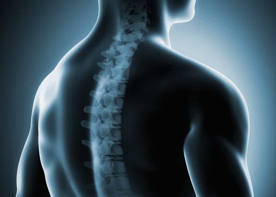 spine