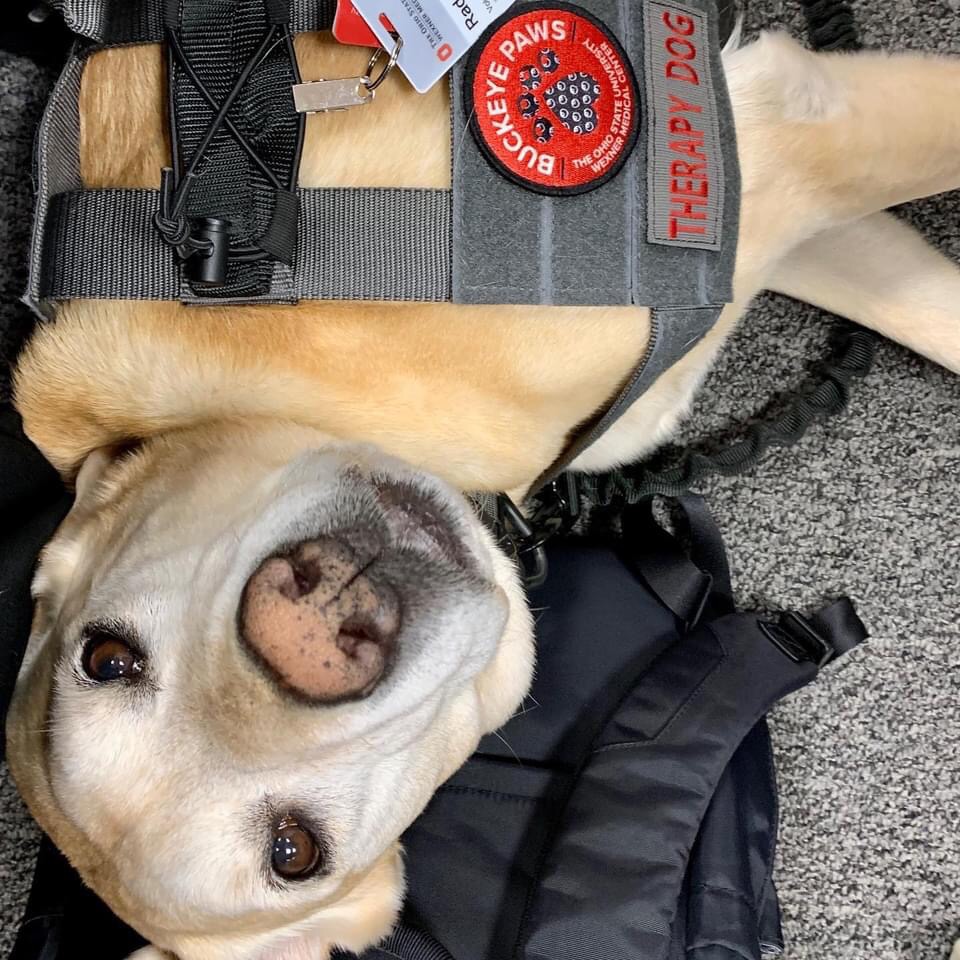 radar-buckeye-paws